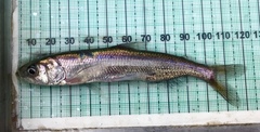 Spirinchus thaleichthys