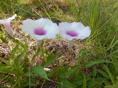 Ipomoea shumardiana