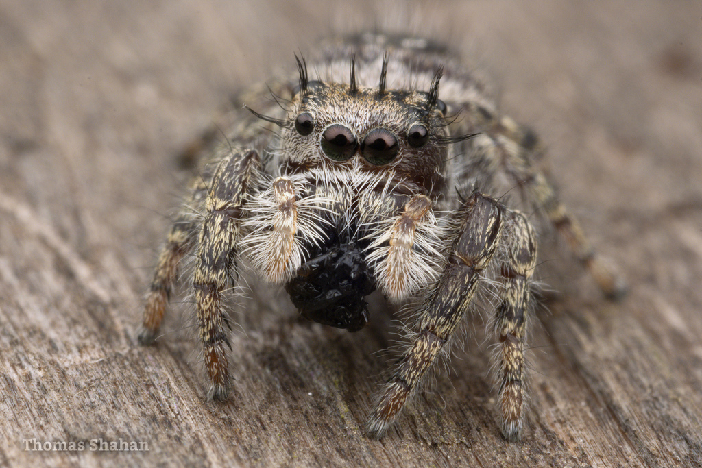 Putnam's Jumping Spider in July 2023 by Thomas Shahan · iNaturalist