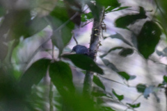 Thamnomanes ardesiacus