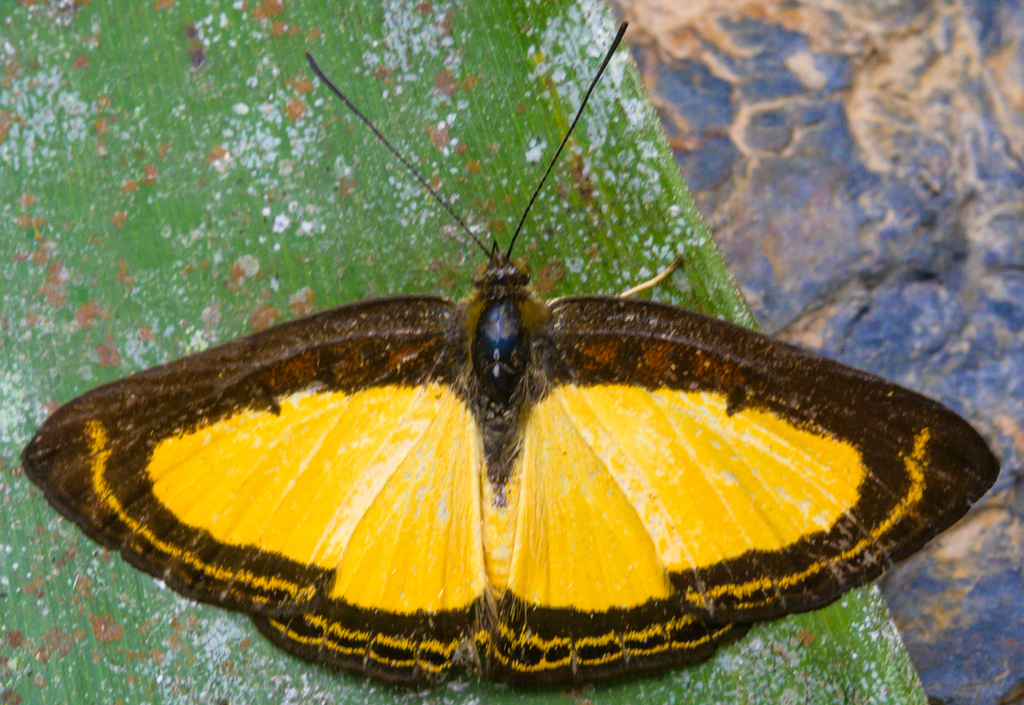 Synargis ochra
