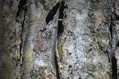 Thecadactylus solimoensis