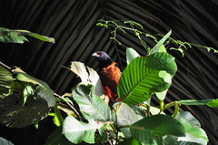 Centropus sinensis