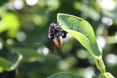 Mallophora ruficauda