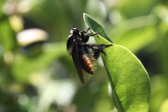 Mallophora ruficauda