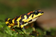 Clown Frog photo 2