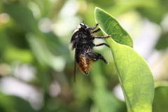 Mallophora ruficauda