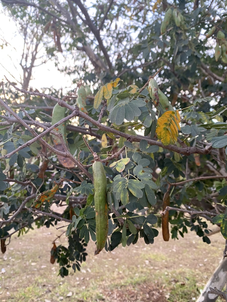 Libidibia ferrea, CA 01, Brasília, DF, BR