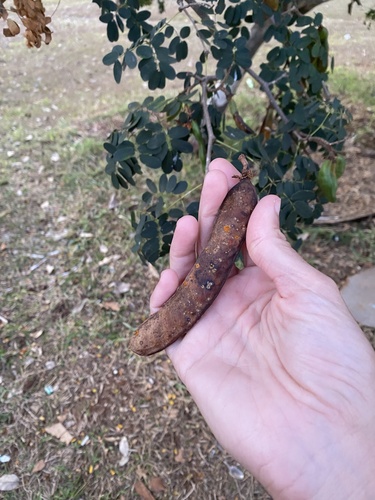 Libidibia ferrea