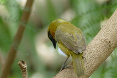 Ploceus brachypterus