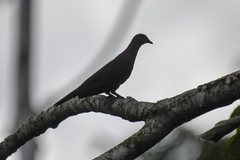 Patagioenas plumbea