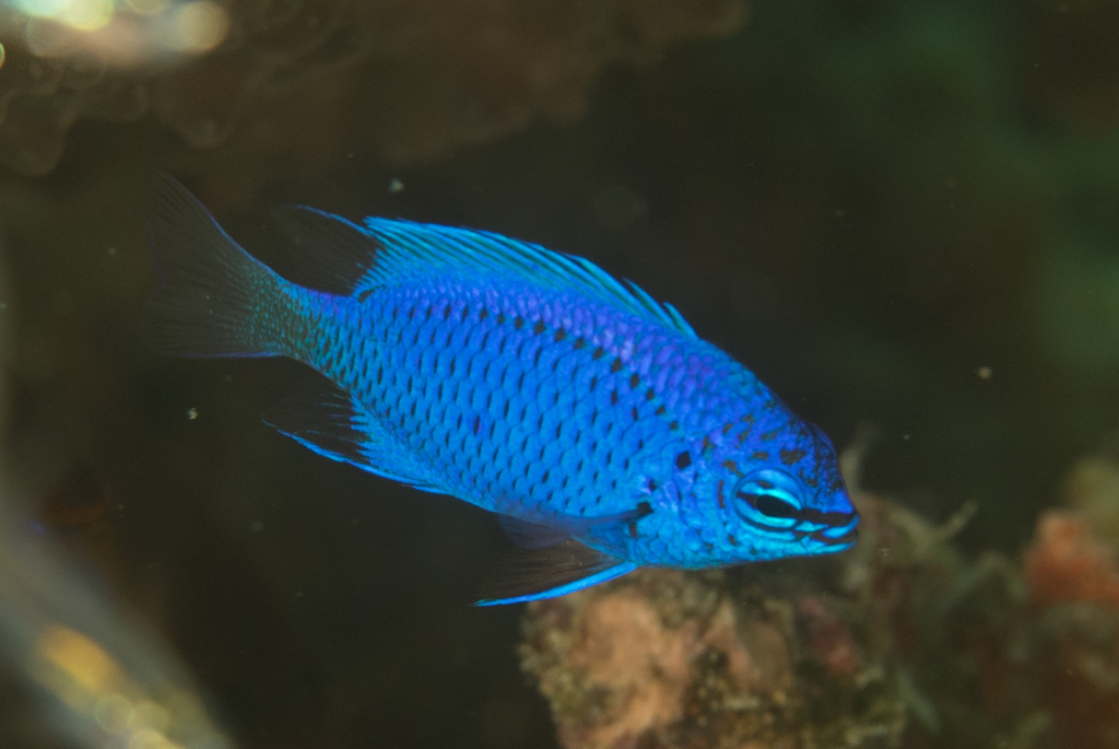 Springer's Damselfish