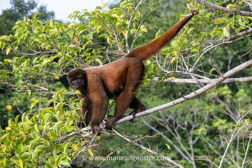 Common Woolly Monkey, Maynas, PE-LO, PE, photo 9 of 10
