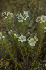 Phacelia cicutaria