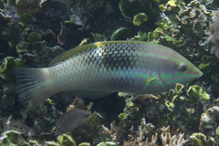 Halichoeres chloropterus