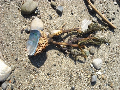 photo of California Mussel (Mytilus californianus)