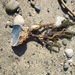 photo of Feather Boa Kelp (Egregia menziesii)