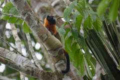 Saguinus tripartitus