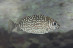 Siganus spinus