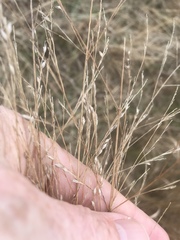 Panicum virgatum spissum