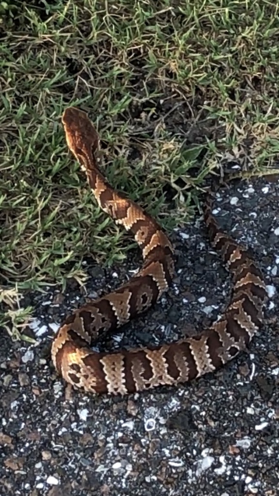 Florida Cottonmouth from Sun City Center, FL, US on July 7, 2023 at 07