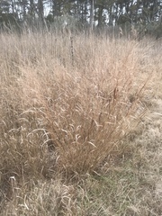 Panicum virgatum spissum