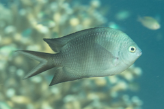 Acanthochromis polyacanthus