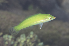 Halichoeres chloropterus