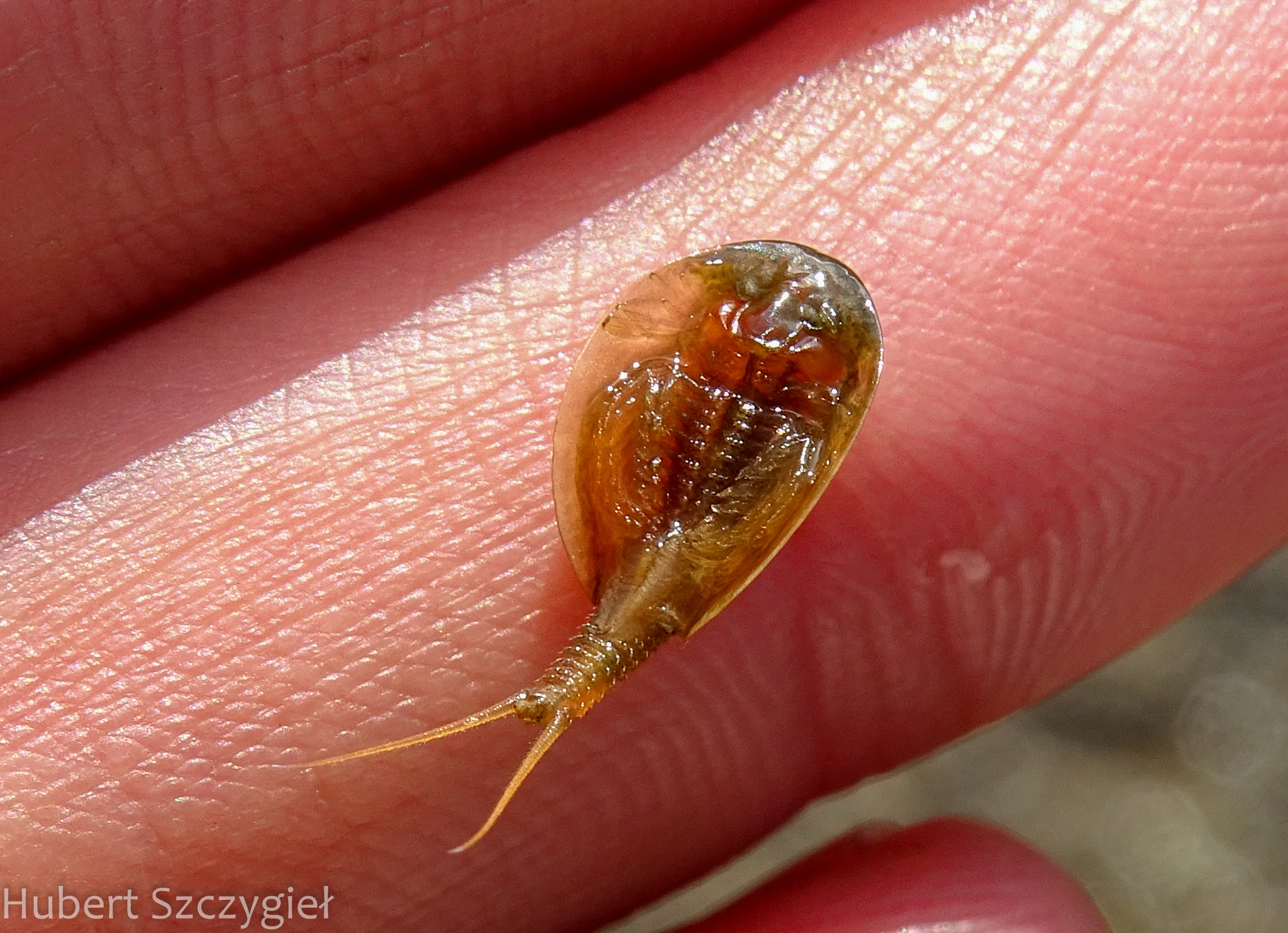Lepidurus arcticus (Pallas, 1793)