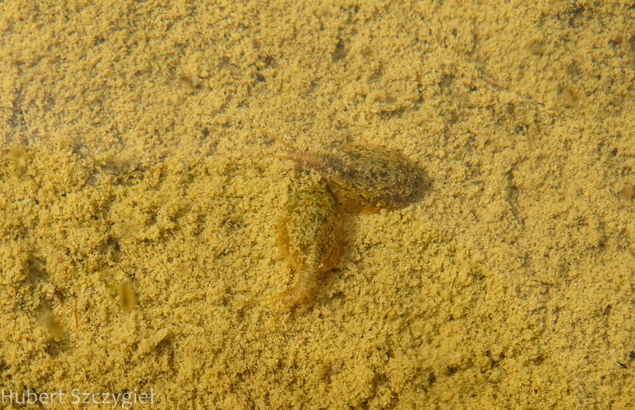Lepidurus arcticus (Pallas, 1793)