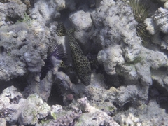 Epinephelus macrospilos