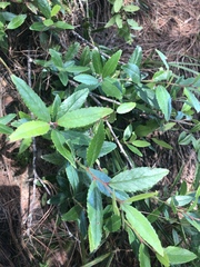 Vaccinium exul