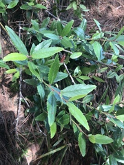 Vaccinium exul