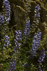 Lupinus benthamii