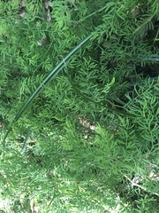 Asparagus ramosissimus