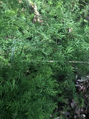 Asparagus ramosissimus