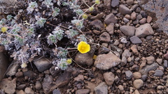 Potentilla subvahliana