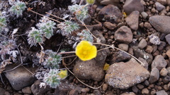Potentilla subvahliana