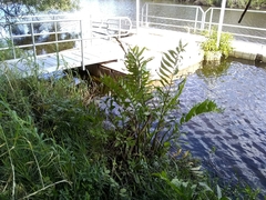 Acrostichum danaeifolium