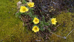 Geum glaciale