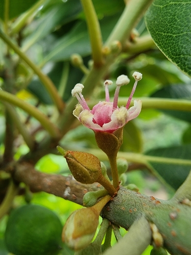 Sideroxylon mirmulano (Sideroxylon mirmulano)