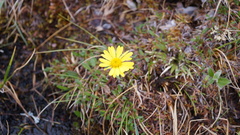 Tephroseris integrifolia atropurpurea