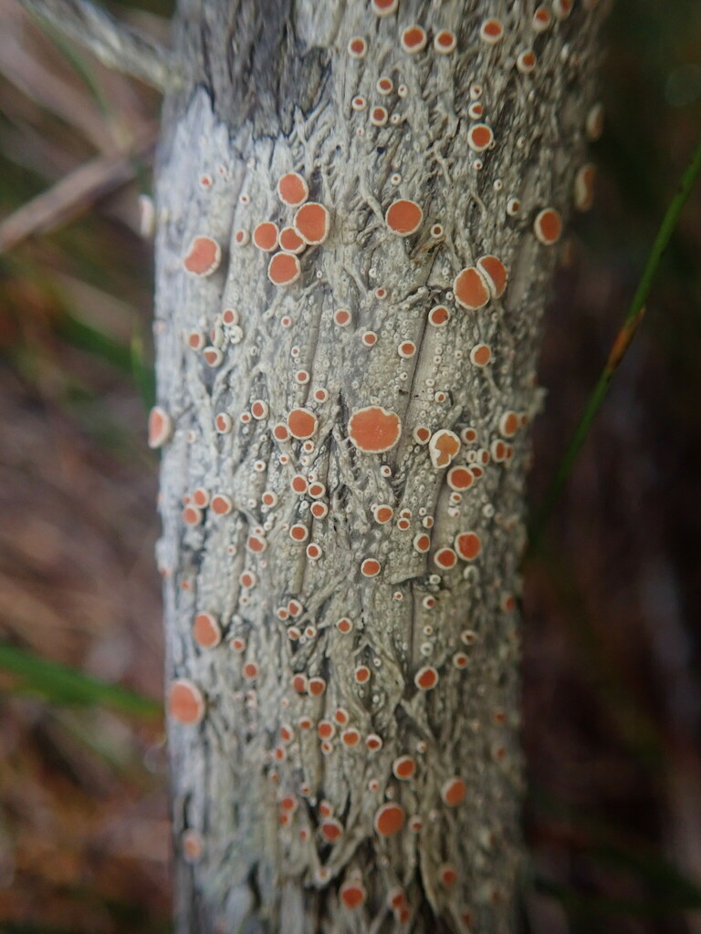 Haematomma hilare