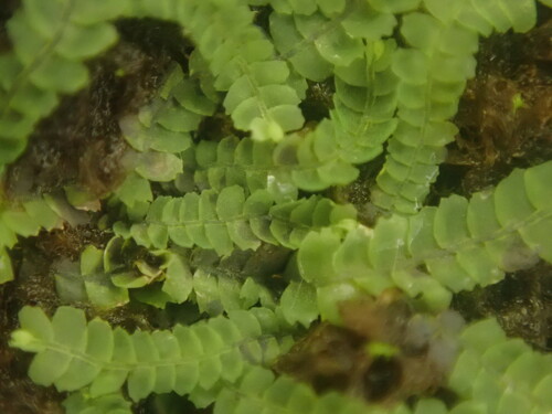 Heteroscyphus knightii