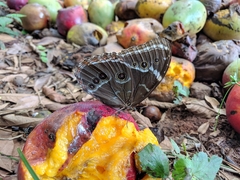 Morpho helenor achillides