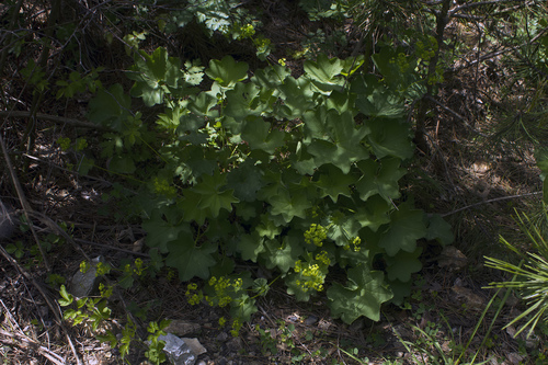 Alchemilla buseriana