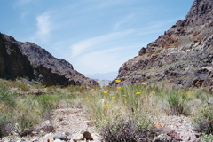 Bahiopsis reticulata