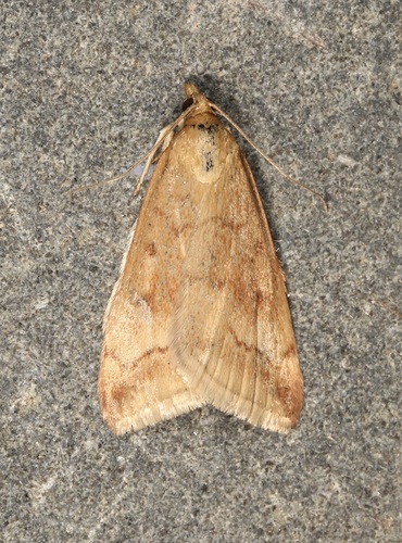 Sociable Pyrausta Moth and Allies photo 3