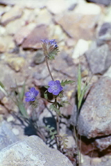 Phacelia vallis-mortae