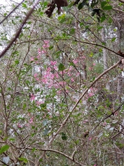 Prunus campanulata